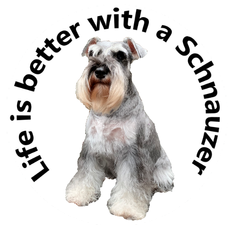 Life is better with a Schnauzer